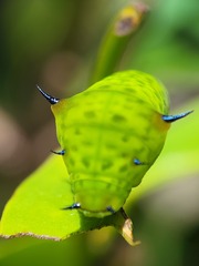 Graphium agamemnon