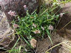 Eupatorium shimadae
