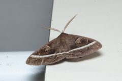 Metopta rectifasciata