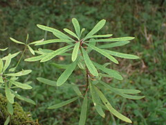 Euphorbia kraussiana