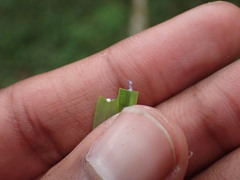 Euphorbia kraussiana