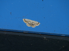 Cyclophora annularia