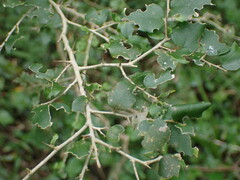 Dovyalis rhamnoides