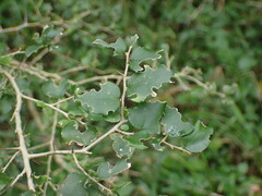 Dovyalis rhamnoides