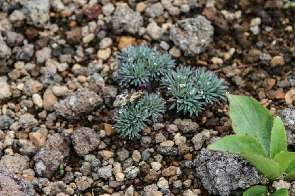 Aethes deutschiana in July 2022 by 海野ふる子 · iNaturalist