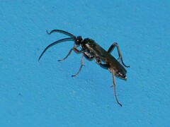 Ichneumonidae
