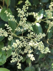 Ligustrum lucidum