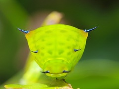 Graphium agamemnon