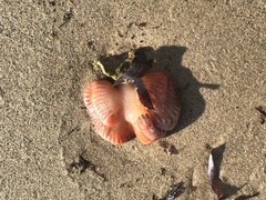 Sycozoa cerebriformis