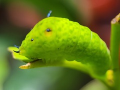 Graphium agamemnon
