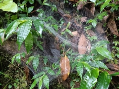 Cyrtophora exanthematica