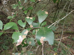 Gymnosporia nemorosa