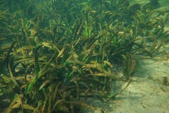 Posidonia australis