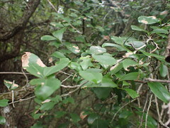 Gymnosporia nemorosa