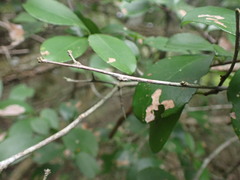 Gymnosporia nemorosa