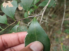 Gymnosporia nemorosa