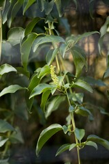 Phytolacca dodecandra