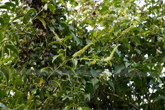 Phytolacca dodecandra