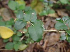Dovyalis rhamnoides
