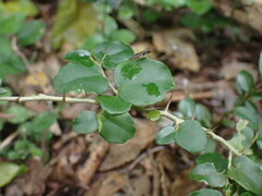 Dovyalis rhamnoides