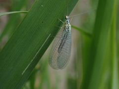 Chrysopa perla