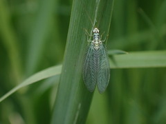 Chrysopa perla