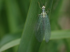Chrysopa perla