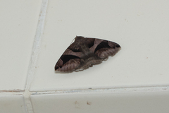 Bastilla arcuata