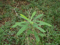 Euphorbia kraussiana