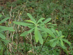 Euphorbia kraussiana