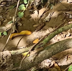 Chersonesia intermedia