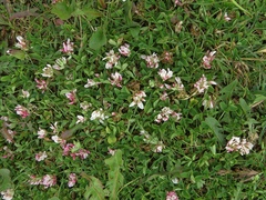 Trifolium thalii