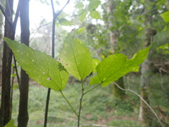 Cordia caffra