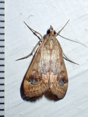 Loxostege typhonalis