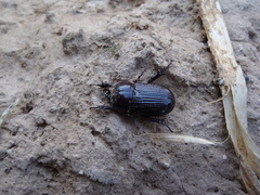 Archophileurus