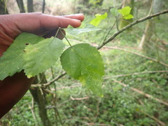Cordia caffra