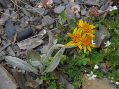 Tephroseris integrifolia integrifolia