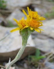 Tephroseris integrifolia integrifolia