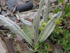 Tephroseris integrifolia integrifolia