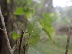 Cordia caffra