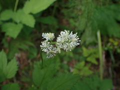 Actaea spicata