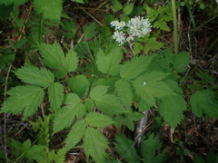 Actaea spicata