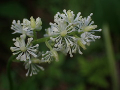 Actaea spicata
