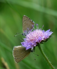 Lycaena tityrus subalpina