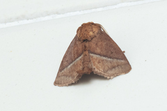 Birthamula rufa