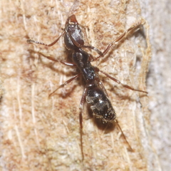 Austroponera castanea