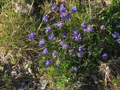 Phyteuma hemisphaericum