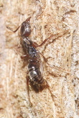 Austroponera castanea