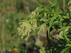 Koenigia alpina