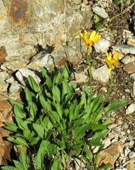Doronicum clusii